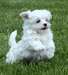Bichons maltais disponible - photo 2