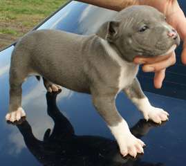 Chiots amstaff &#224; donner