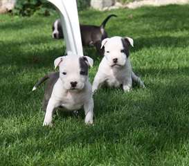 Chiots staffordshire-bull terrier (staffie)