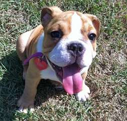 Femelle bouledogue anglais