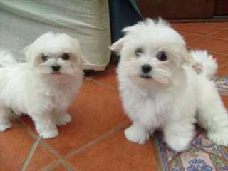 Superbe Bichons Maltais
