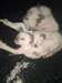 chatons siamois - photo 2