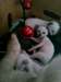 chatons siamois - photo 3
