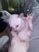 chatons siamois - photo 5