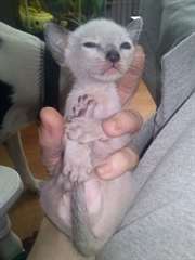 chatons siamois