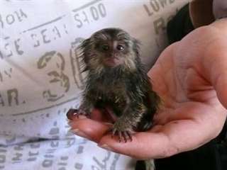 Hand tamed marmoset monkeys for sale