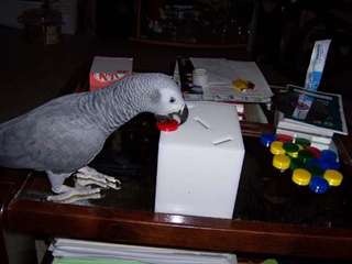 PERROQUET GRIS PRET A ETER PRENDRE