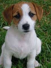 Superbes chiots jack russell