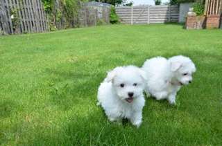 Mignon Chiots bichon maltais