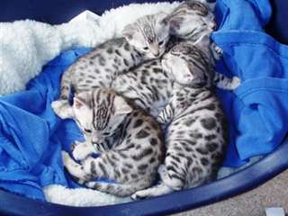 Magnifiques Type Chatons Savannah