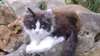 donne chat angora - photo 1