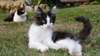 donne chat angora - photo 2