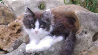 donne chat angora