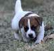Superbes chiots jack russell - photo 1