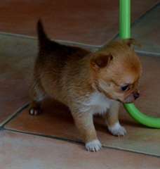 Don Superbe petit mâle type chihuahua poil court