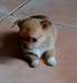 A donner Superbe petit mâle chihuahua - photo 1