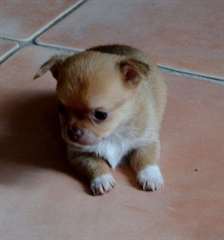A donner Superbe petit mâle chihuahua