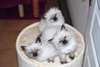 Nos 2 chatons Sacré de Birmanie - photo 1