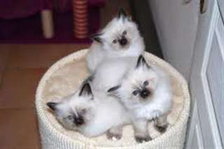 Nos 2 chatons Sacré de Birmanie