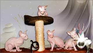 Disponible de suite Chatons Sphynx pour Adoption