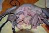 Disponible de suite Chatons Sphynx pour Adoption - photo 1