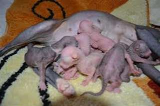 Disponible de suite Chatons Sphynx pour Adoption