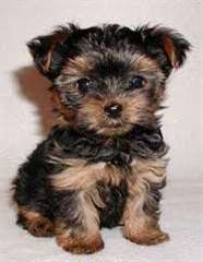yorkshire a vendre