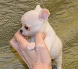 Chiot chihuahua male de couleur creme