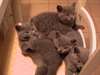 Magnifique chatons chartreux - photo 1