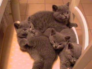 Magnifique chatons chartreux