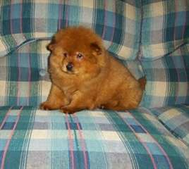 Chow Chow chiots maintenant disponibles pour l'ad