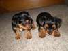 Chiots Yorkshire Terrier Pure Race - photo 1