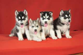 sublimes chiot siberian husky
