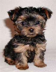 Adorable Yorkshire Terrier