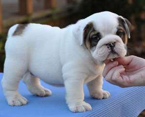 Chiot Bulldog Anglais