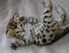 Magnifiques Type Chatons Savannah - photo 1