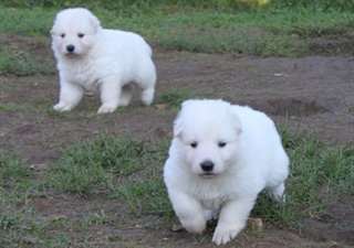 Magnifiques chiots berger blanc de suisse