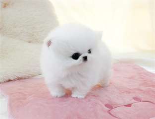 Chiots Poméranien nain lof