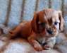 Magnifiques Cavalier King Charles spaniel - photo 2