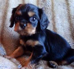 Magnifiques Cavalier King Charles spaniel