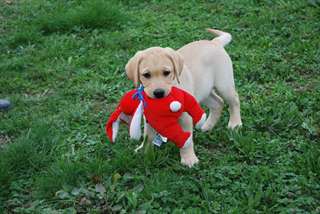 Superbe mâle  labrador
