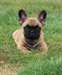 Mâle Bouledogue francais - photo 2