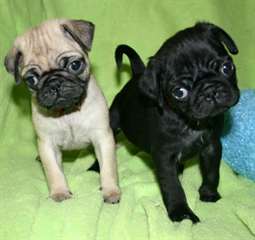 Chiots Carlin Pour Adoption
