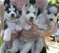 Chiots yeux bleus Husky sib&#233;rien Pour Re-Homing. - photo 1