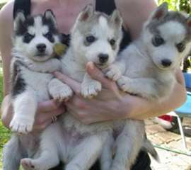 Chiots yeux bleus Husky sibérien Pour Re-Homing.
