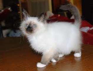 adorables chatons sacre birmanie