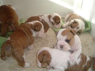 Magnifiques chiots bouledogue anglais