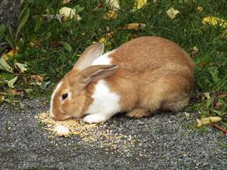 des lapins pour votre famille