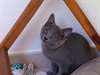 Sublimes chatons chartreux - photo 2