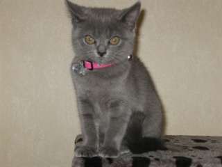 Sublimes chatons chartreux